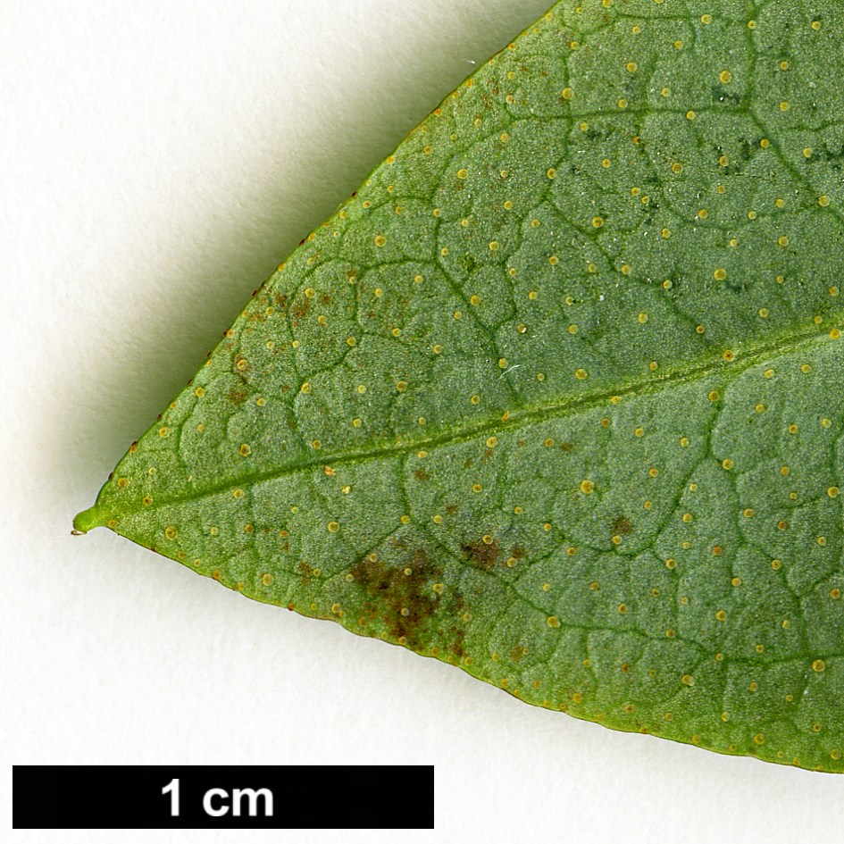 High resolution image: Family: Ericaceae - Genus: Rhododendron - Taxon: cinnabarinum - SpeciesSub: subsp. tamaense